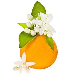 ingrédients fleurs d'oranger